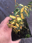 Preview: Goldgelber Spindelstrauch (Euonymus fortunei „Sunspot“) im Container